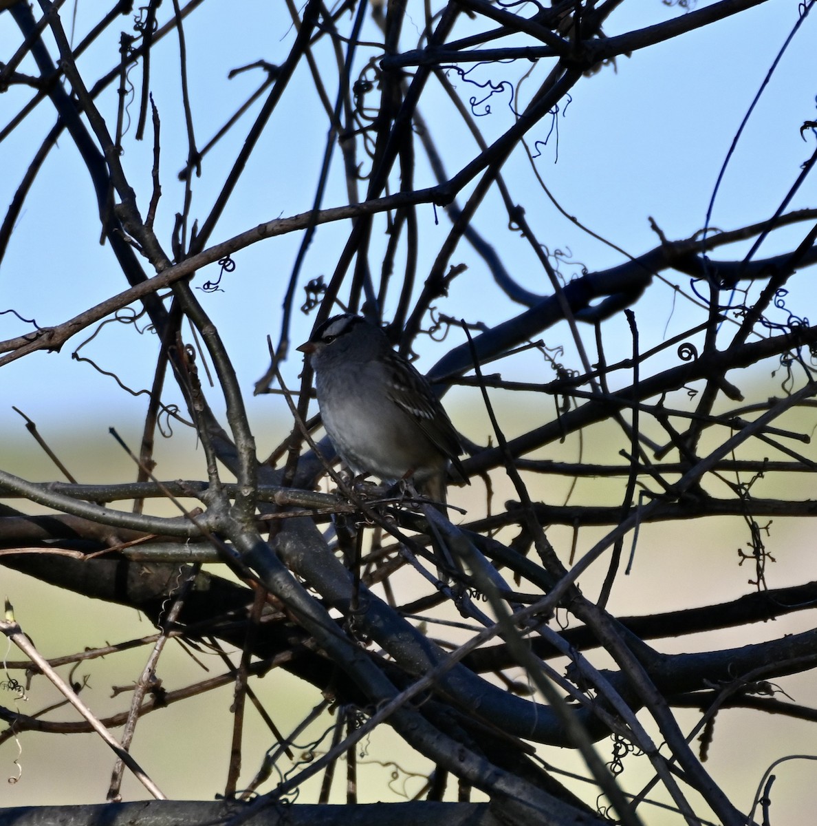 White-crowned Sparrow - ML618321983