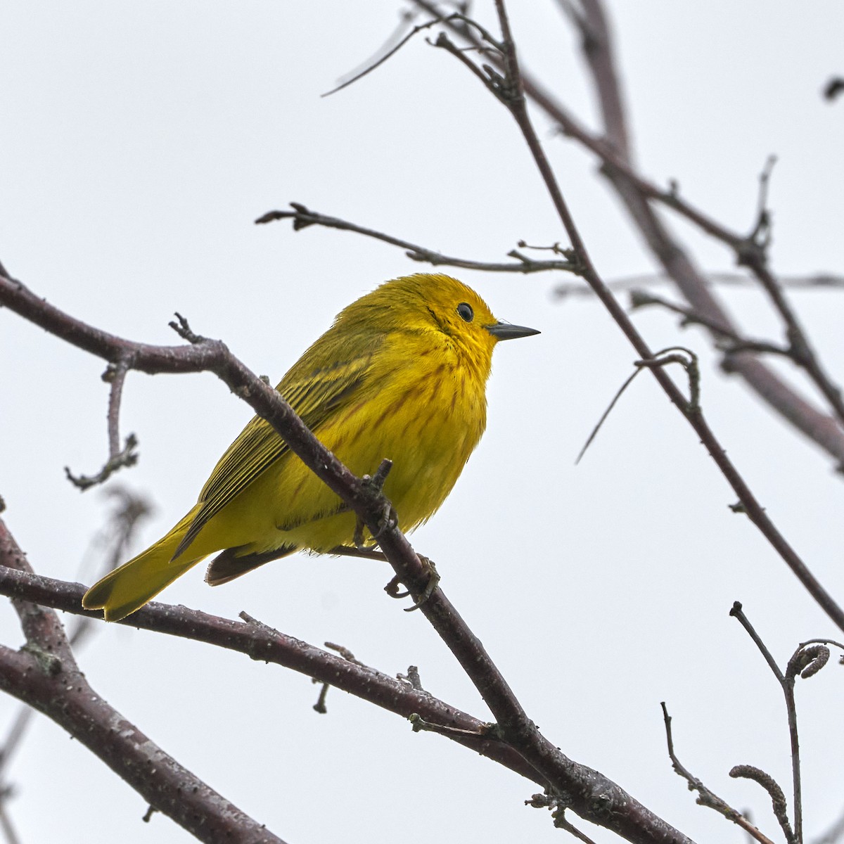 Yellow Warbler - ML618321986
