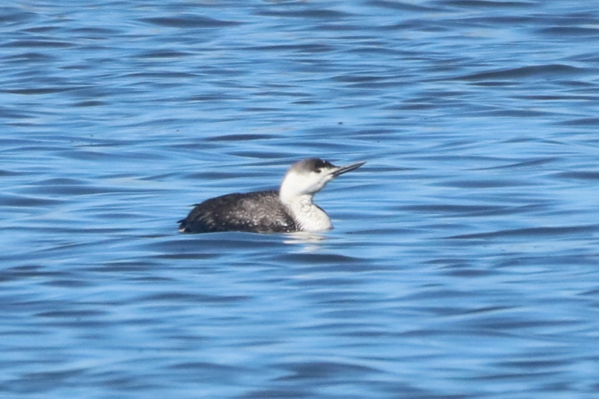 Red-throated Loon - Steve Myers