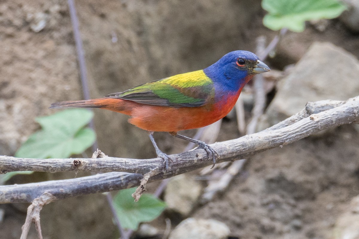 Painted Bunting - ML618322012