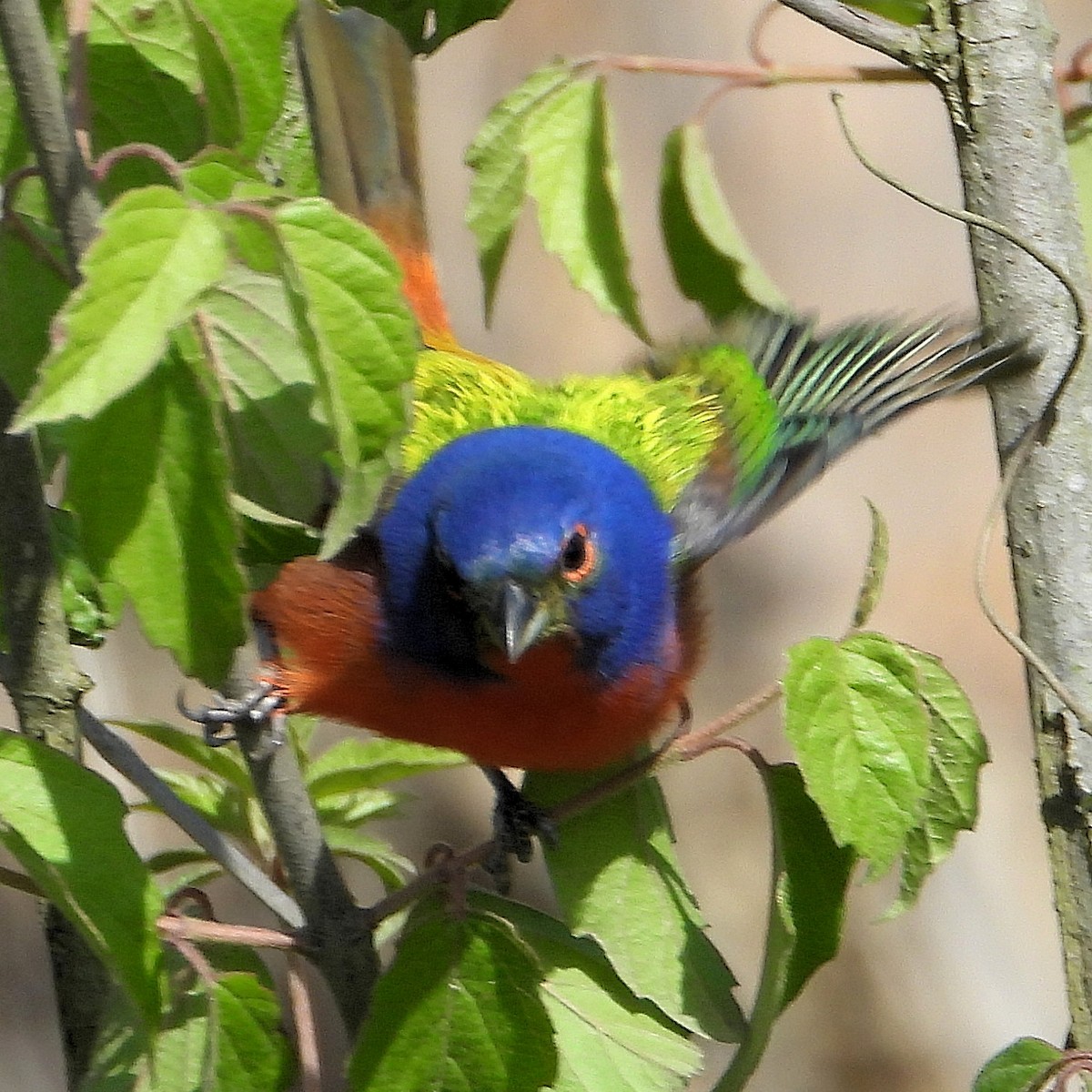 Painted Bunting - ML618322021