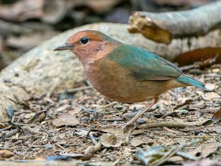  - Blue-rumped Pitta