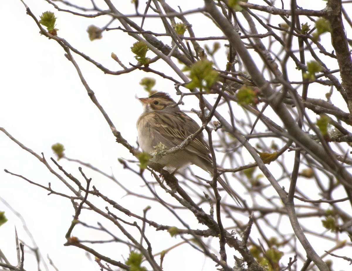 Clay-colored Sparrow - ML618322027