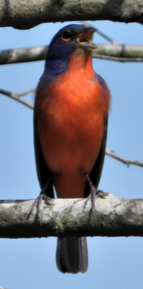 Painted Bunting - ML618322031