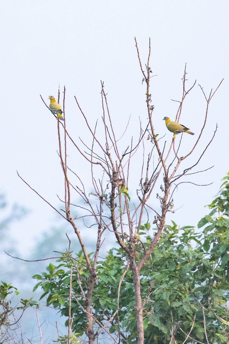 Yellow-footed Green-Pigeon - ML618322032