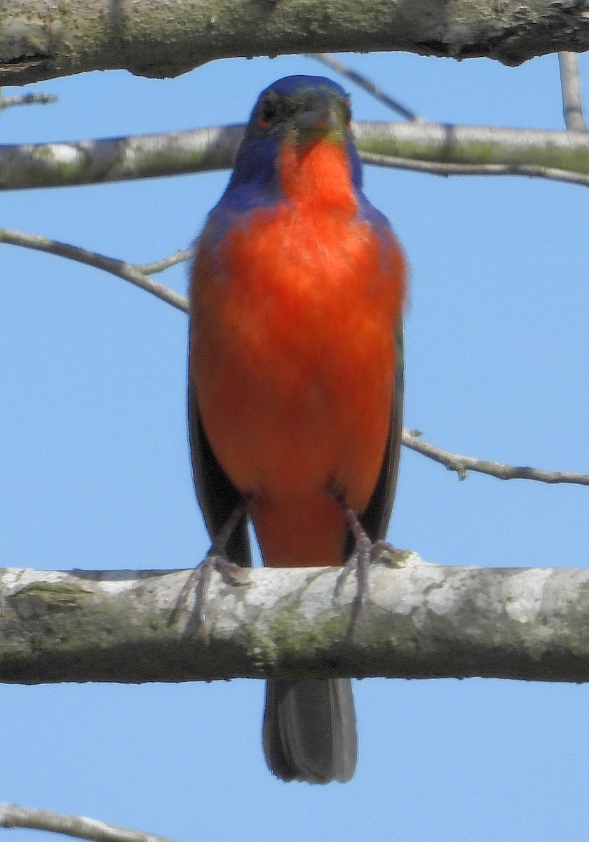 Painted Bunting - ML618322033