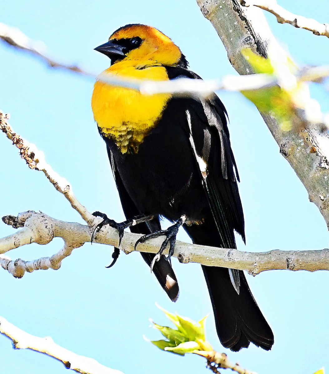 Yellow-headed Blackbird - ML618322040