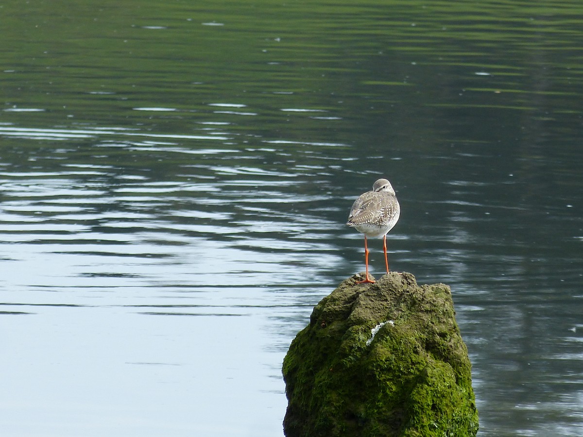 Spotted Redshank - ML618322051