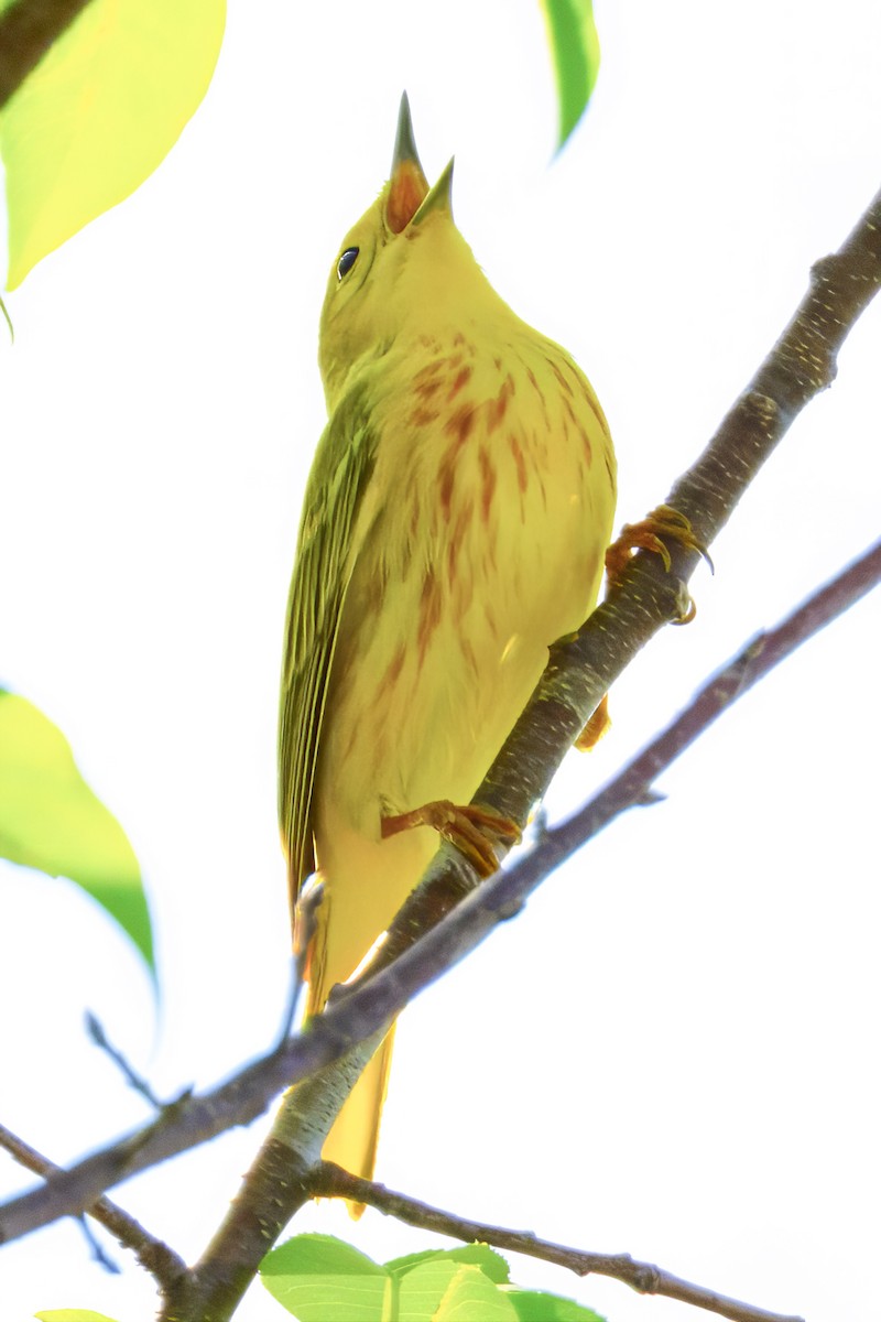 Yellow Warbler - Scott Young