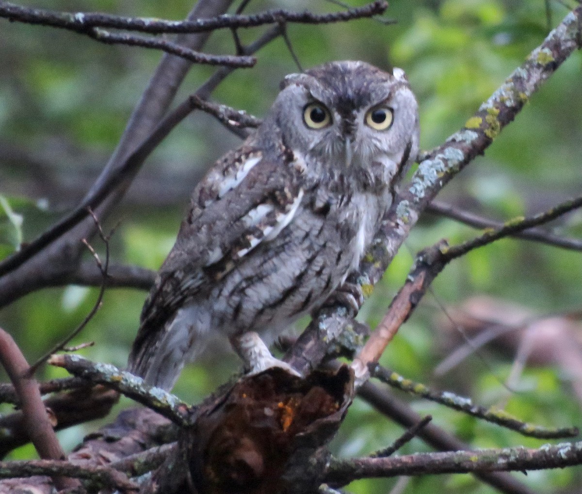 Eastern Screech-Owl (Northern) - ML618322095