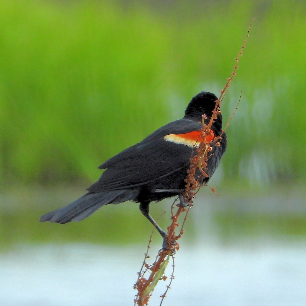 Red-winged Blackbird - ML618322107
