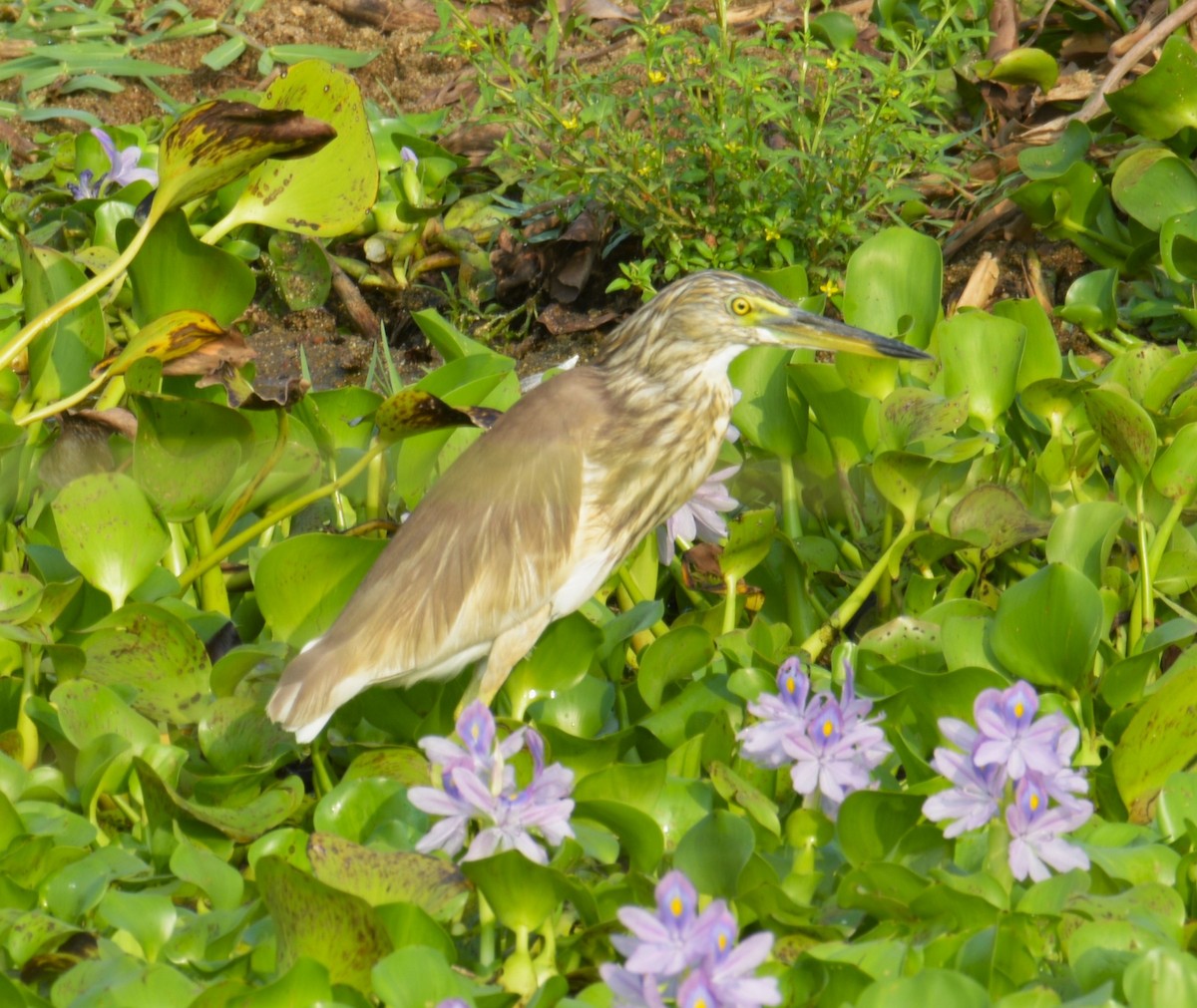 Indian Pond-Heron - ML618322119