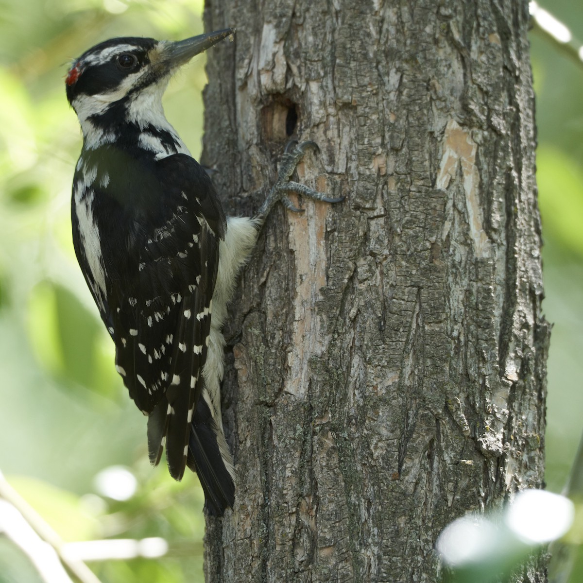 Hairy Woodpecker - ML618322132