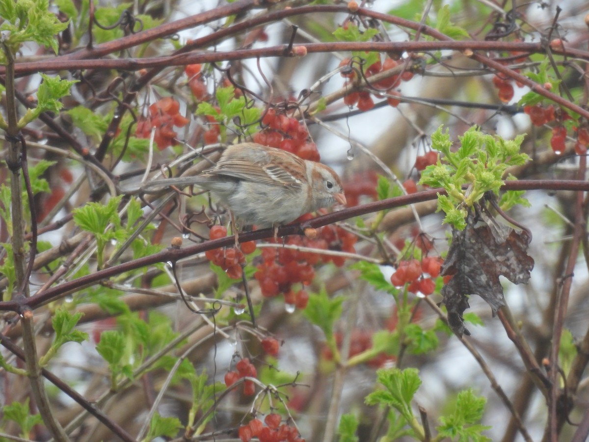 Field Sparrow - ML618322133