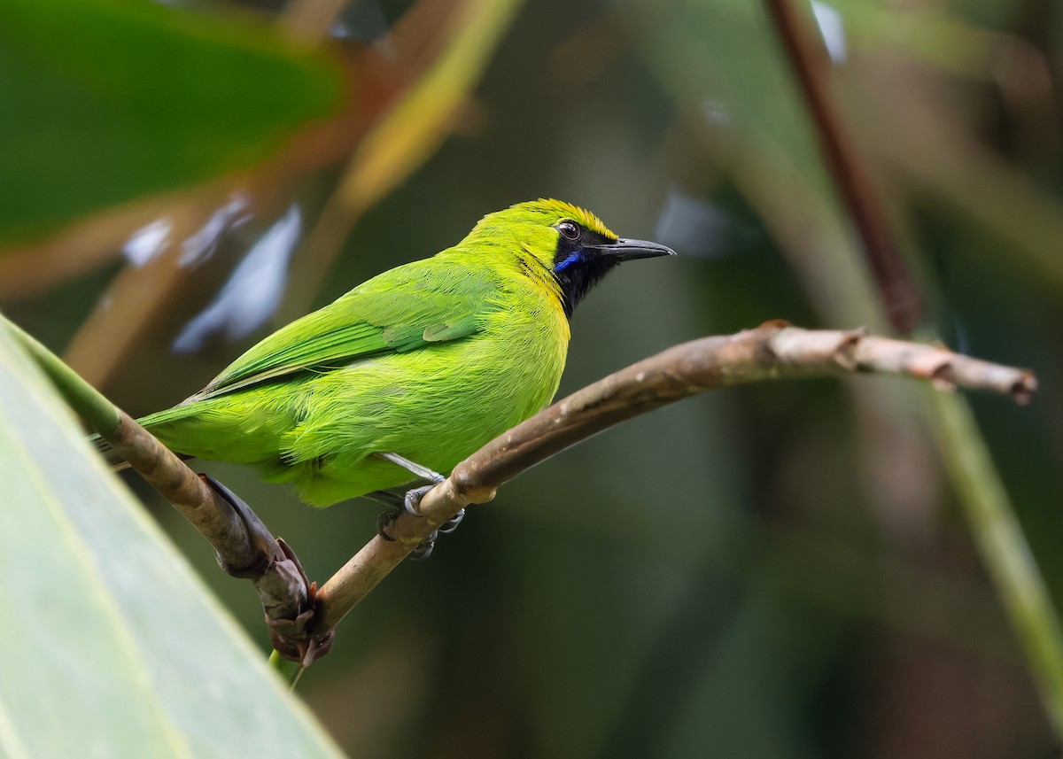 Lesser Green Leafbird - ML618322139