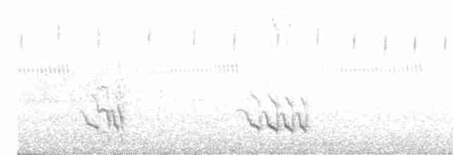 Weißbrust-Ameisenwürger - ML618322148