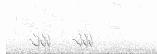 Weißbrust-Ameisenwürger - ML618322149