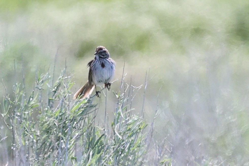 Song Sparrow (montana/merrilli) - ML618322151