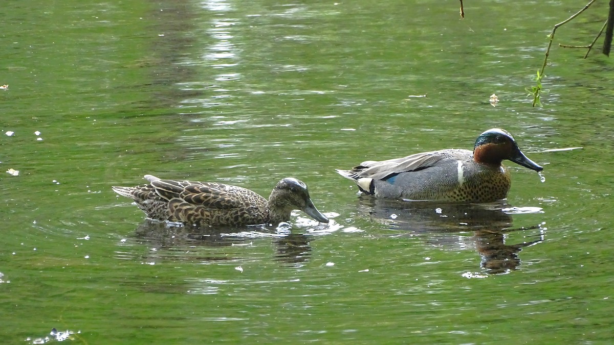 Green-winged Teal - ML618322162