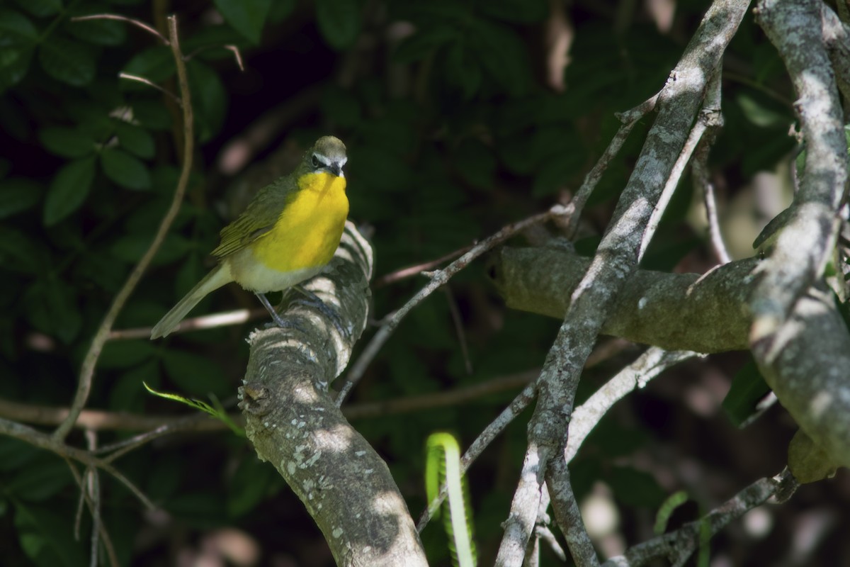Yellow-breasted Chat - ML618322166