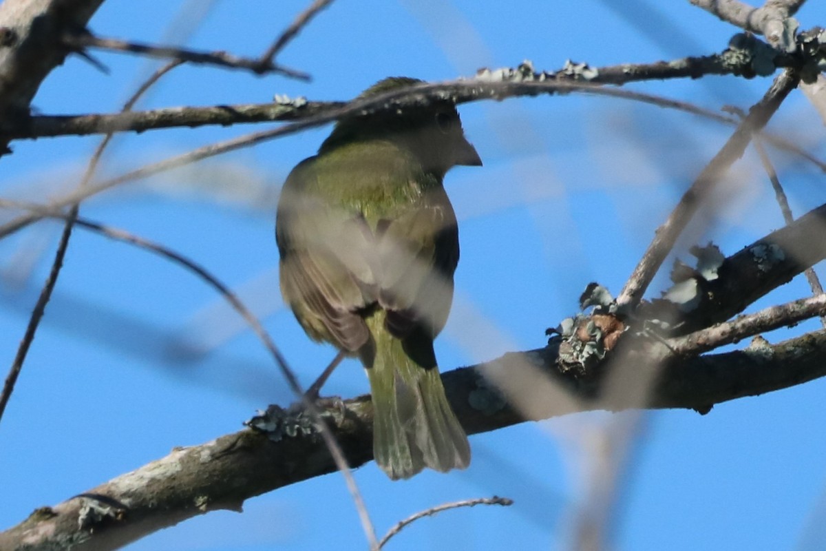 Painted Bunting - ML618322191