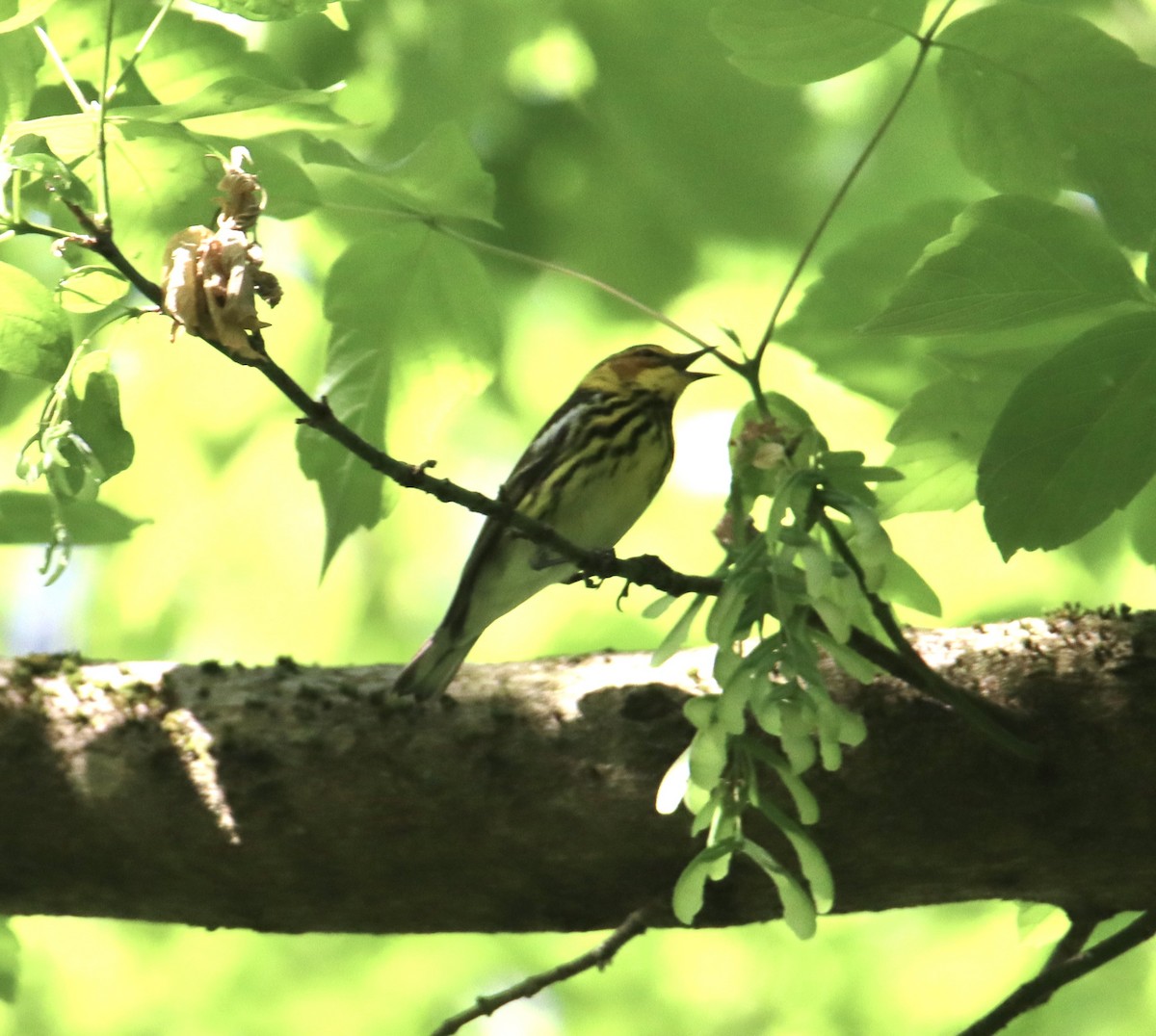 Cape May Warbler - ML618322217
