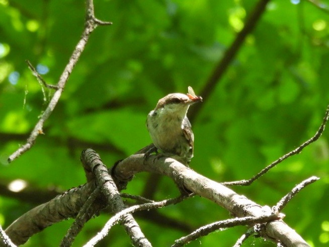 Brown-headed Nuthatch - ML618322218