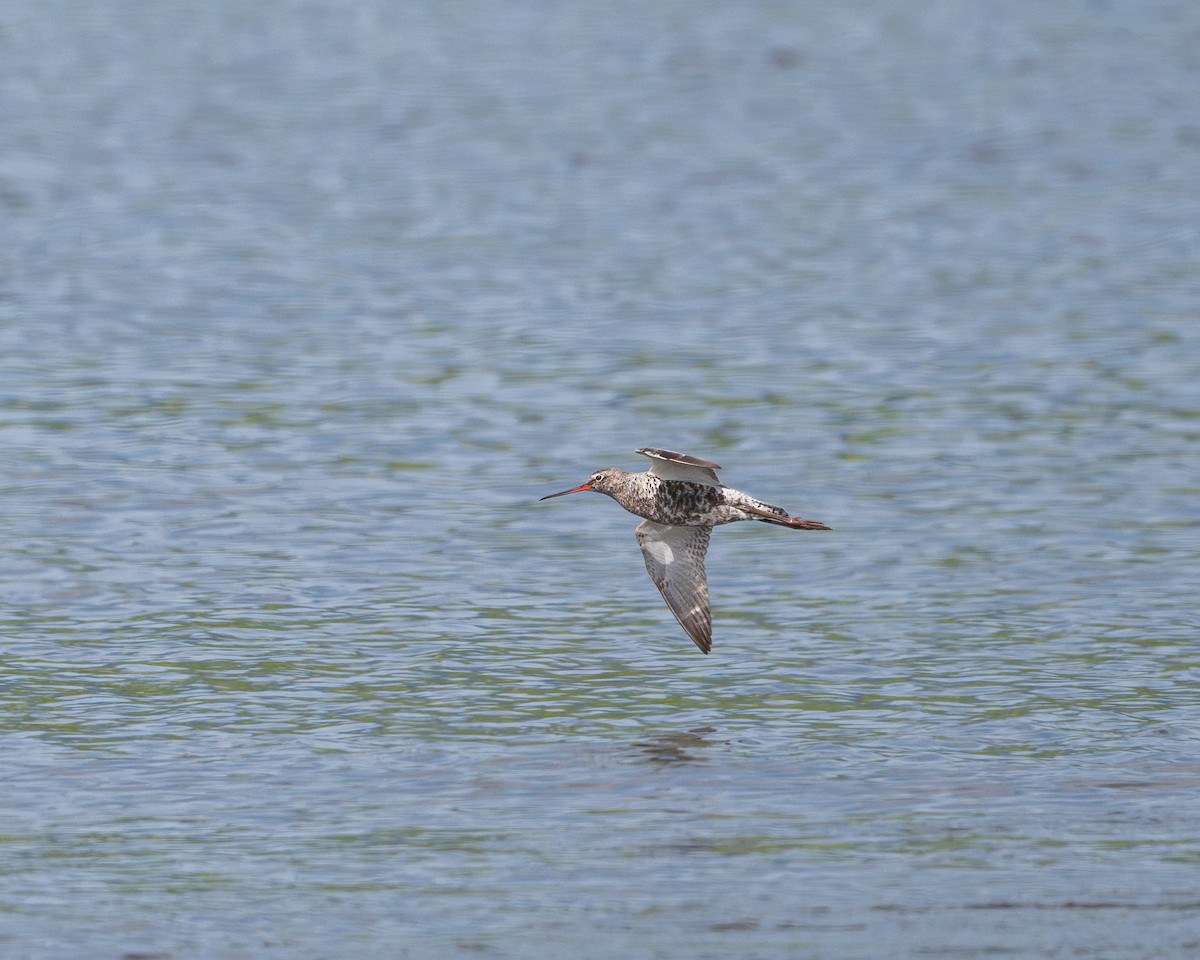 Spotted Redshank - ML618322235