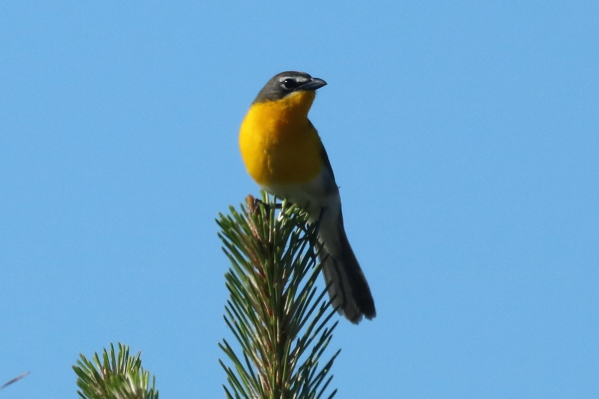 Yellow-breasted Chat - ML618322237