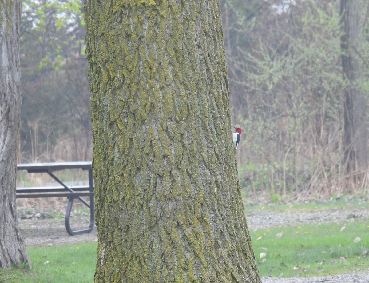 Red-headed Woodpecker - ML618322242