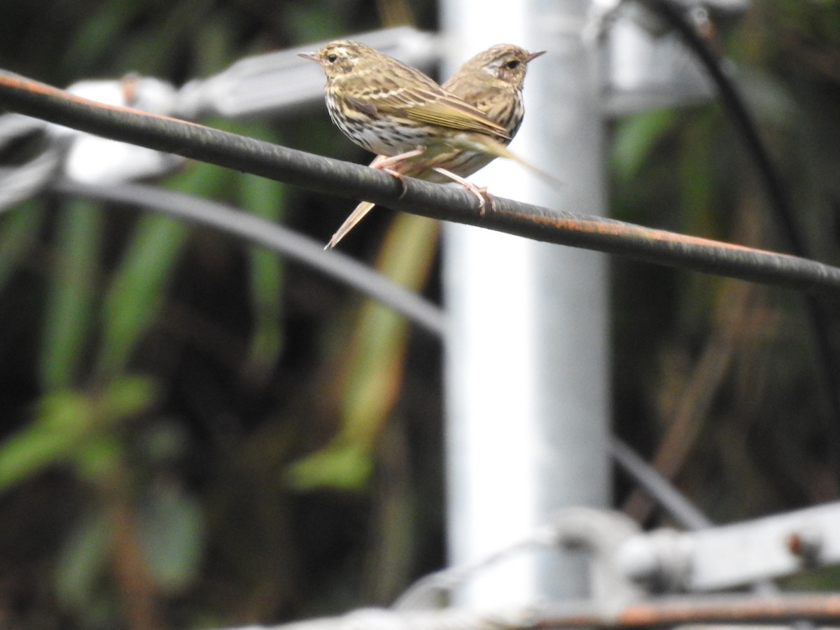 Olive-backed Pipit - ML618322244