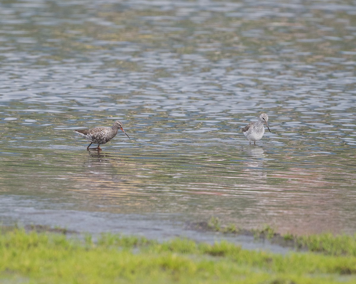 Spotted Redshank - ML618322246