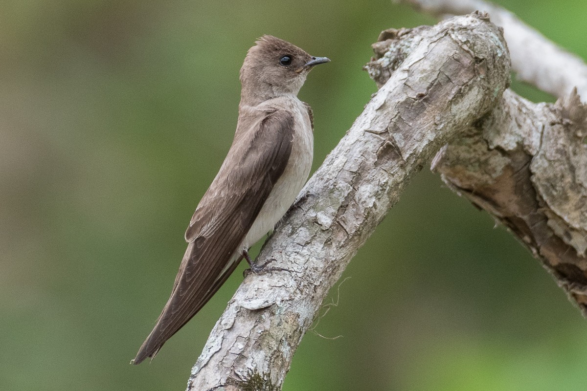 Northern Rough-winged Swallow - Juan Miguel Artigas Azas