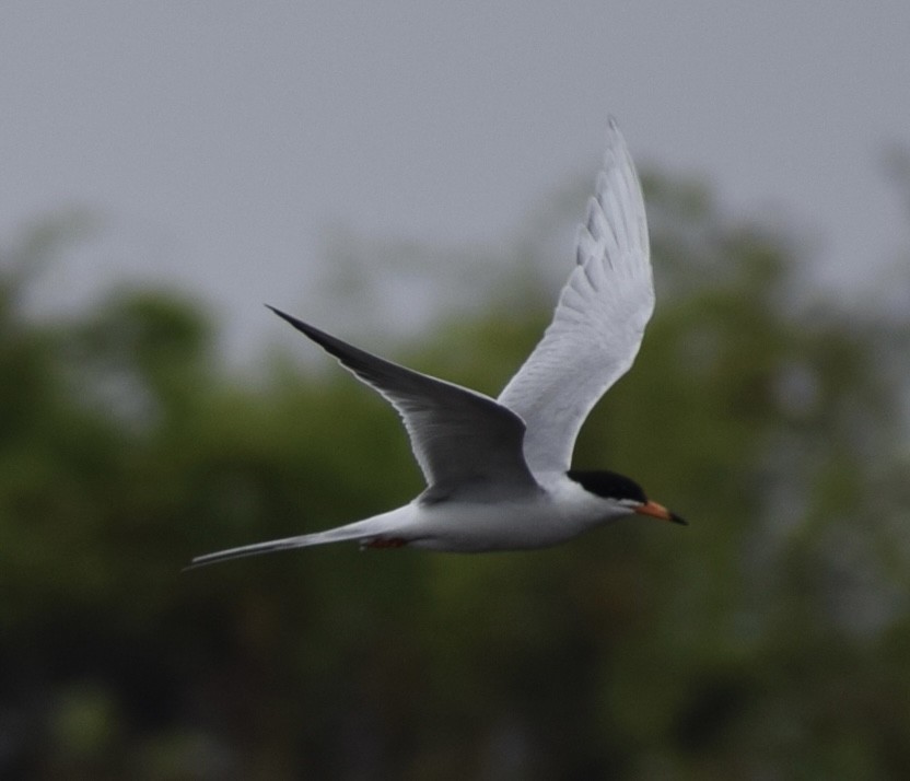 Forster's Tern - Neal Fitzsimmons