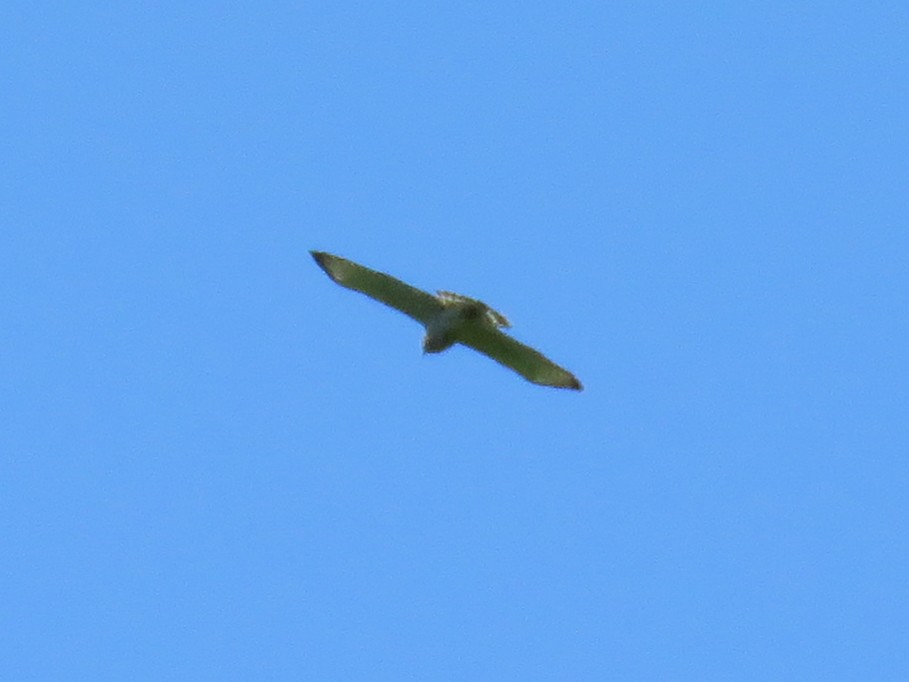 Broad-winged Hawk - ML618322336