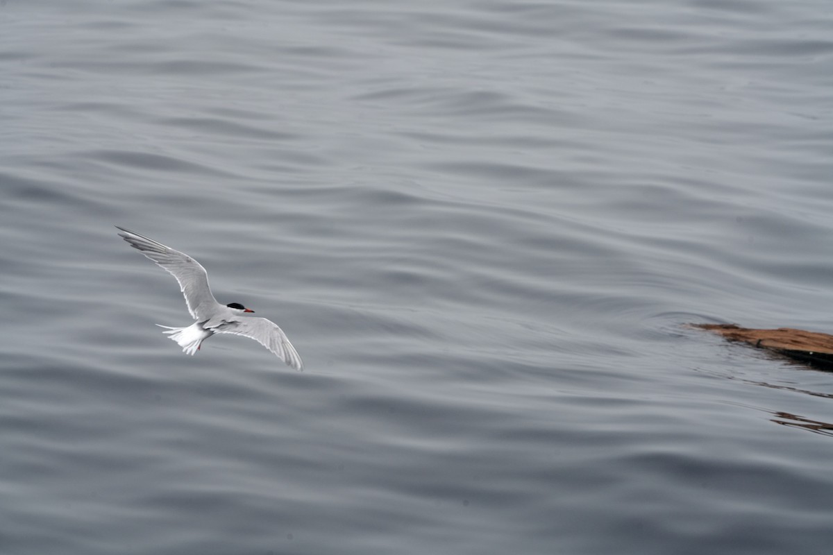 Arctic Tern - ML618322353