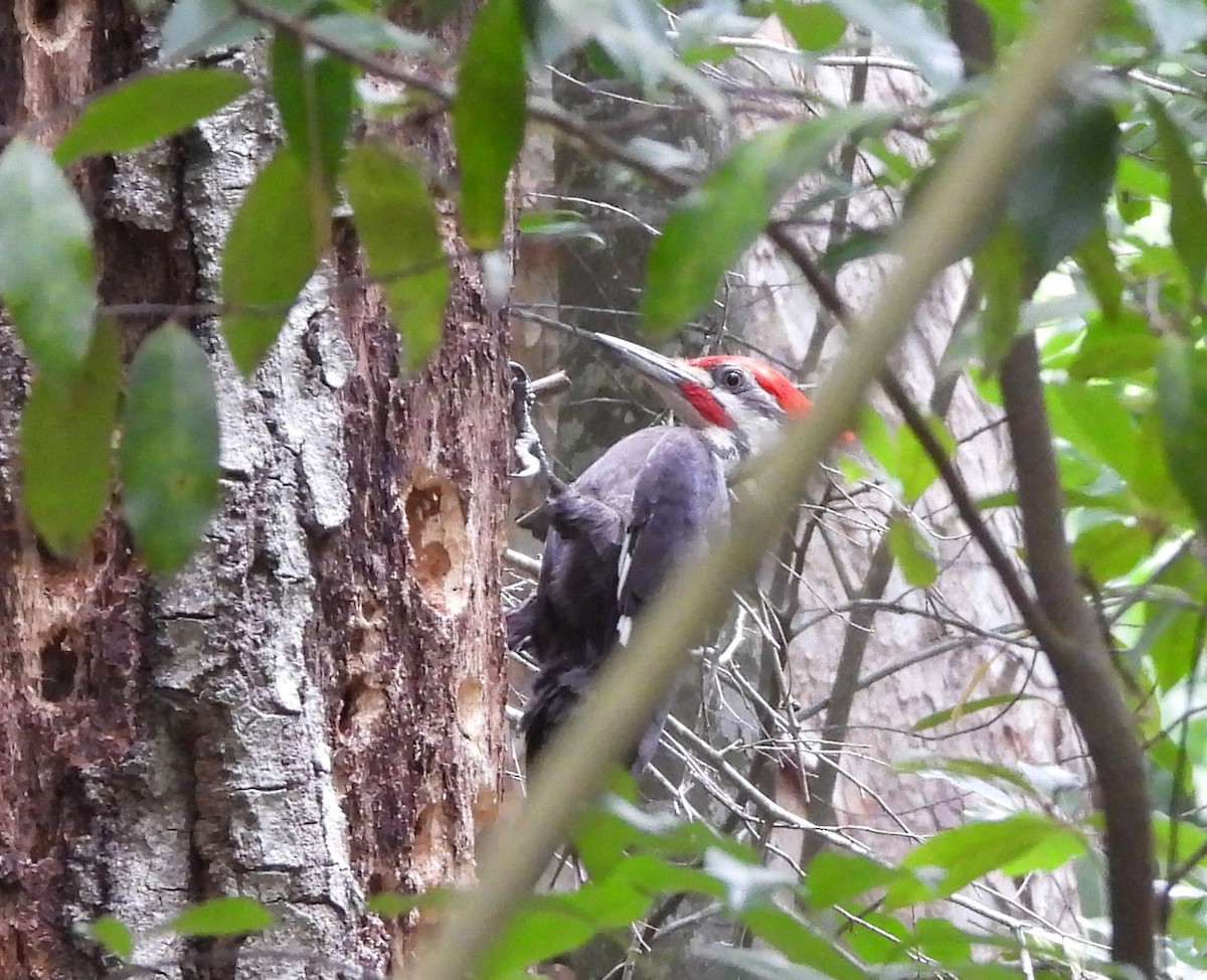 Pileated Woodpecker - Karen Goodger
