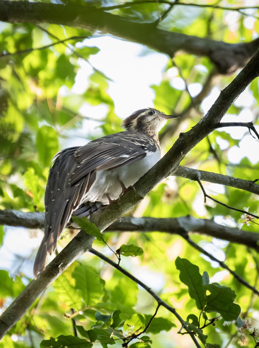 Pheasant Cuckoo - ML618322359