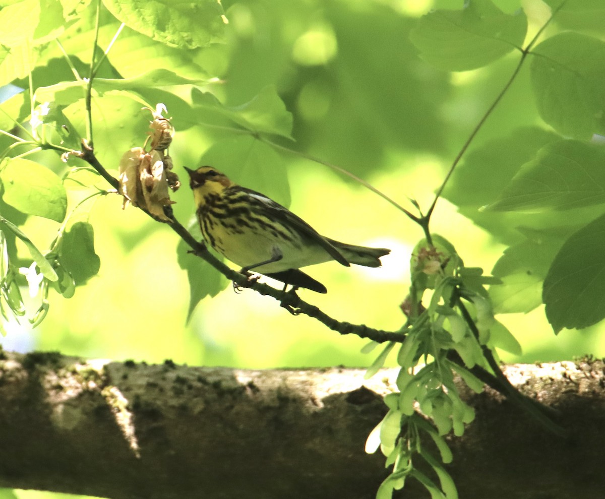 Cape May Warbler - ML618322371