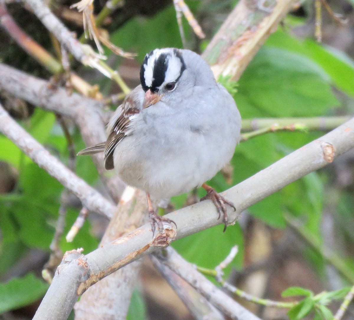 White-crowned Sparrow - ML618322378