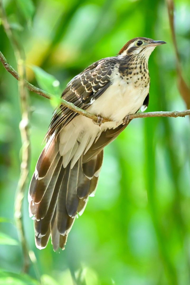 Pheasant Cuckoo - ML618322401