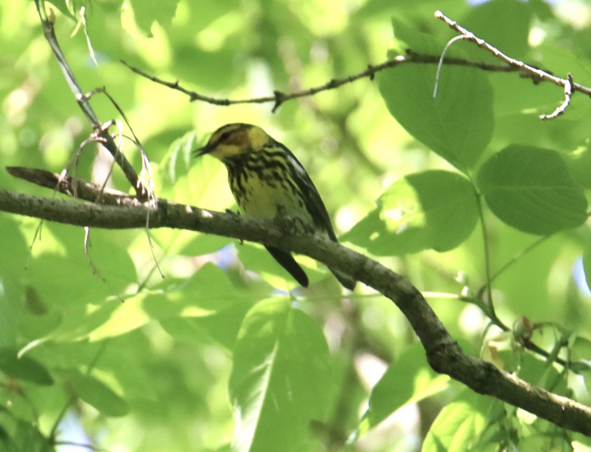 Cape May Warbler - ML618322413