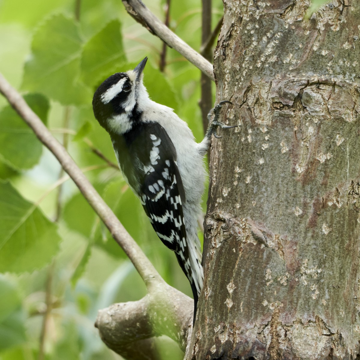 Downy Woodpecker - ML618322423