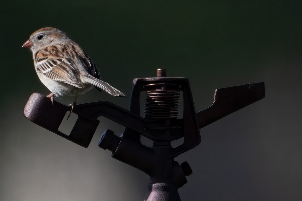 Field Sparrow - ML618322436