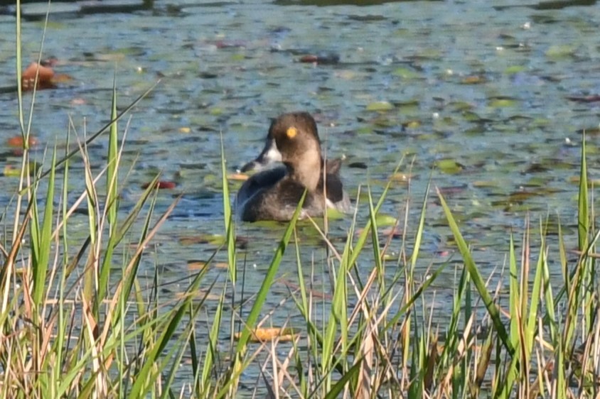 Ring-necked Duck - Wendy N