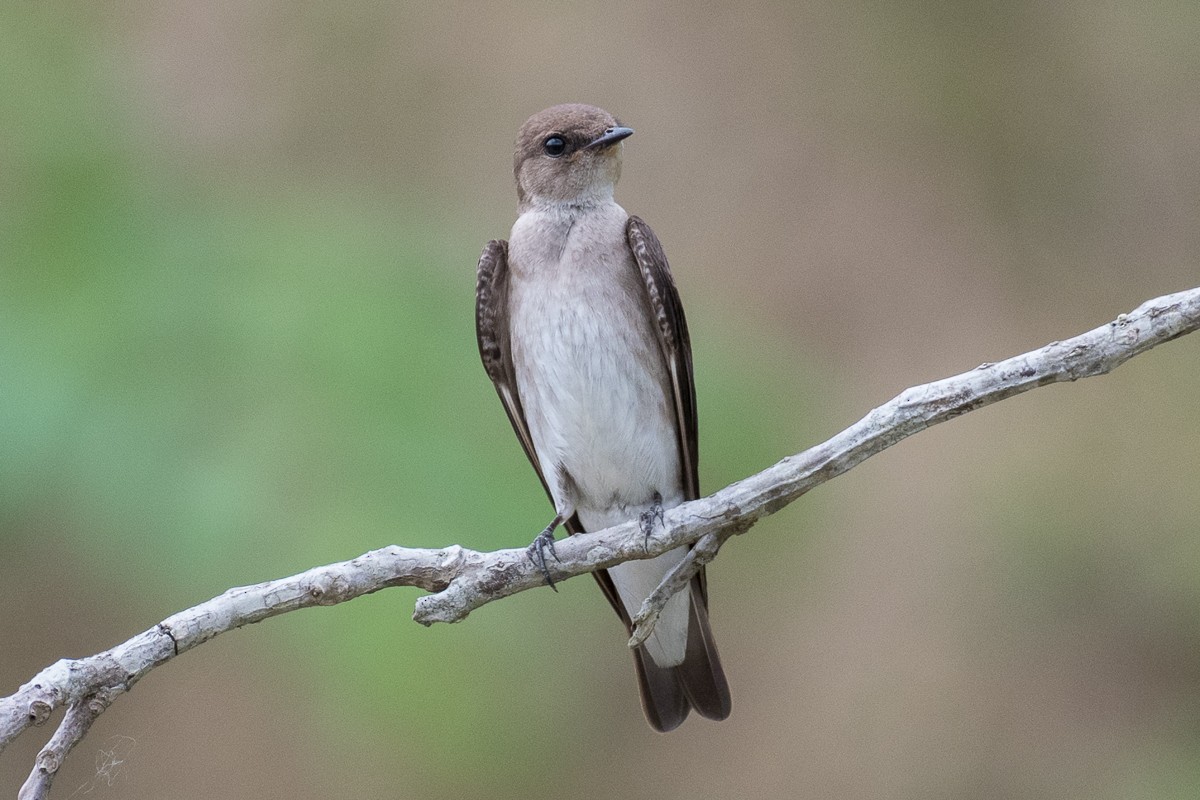 Northern Rough-winged Swallow - Juan Miguel Artigas Azas