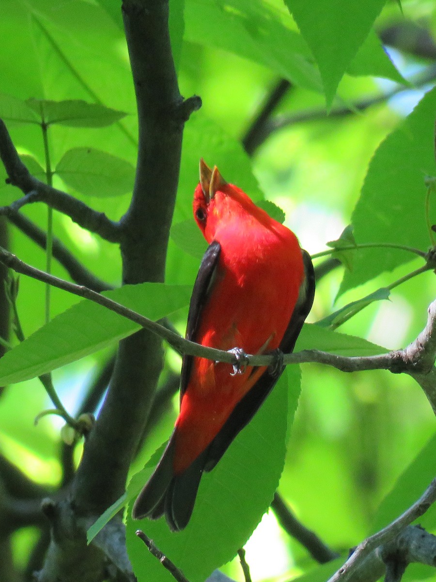 Scarlet Tanager - Eric  Froelich