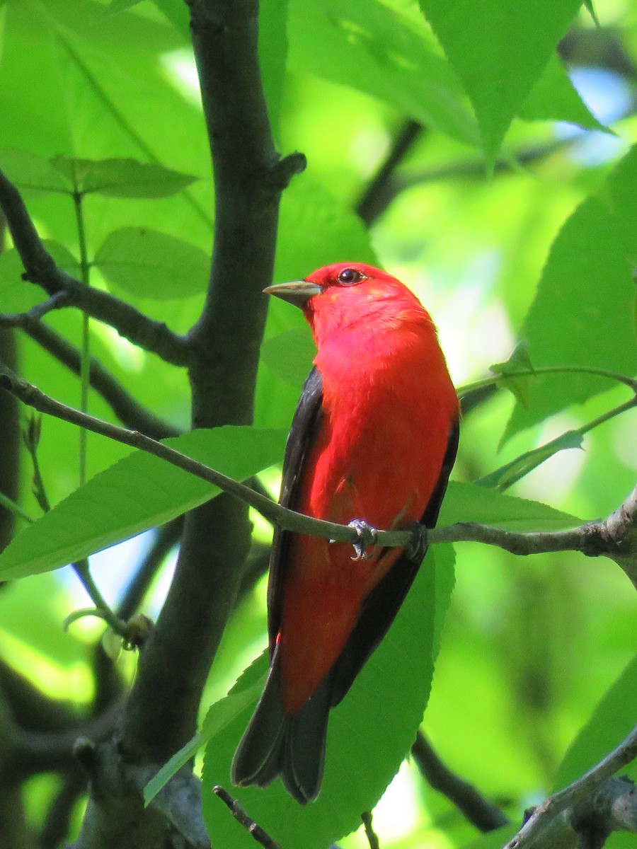 Scarlet Tanager - ML618322496