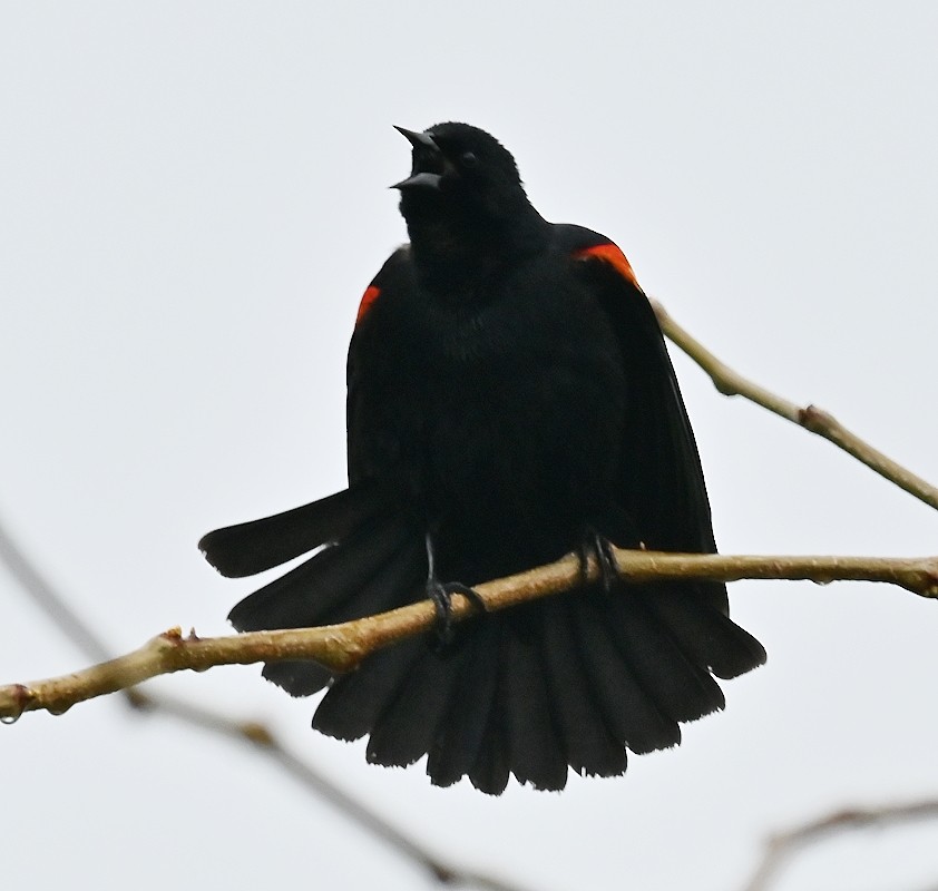 Red-winged Blackbird - ML618322528
