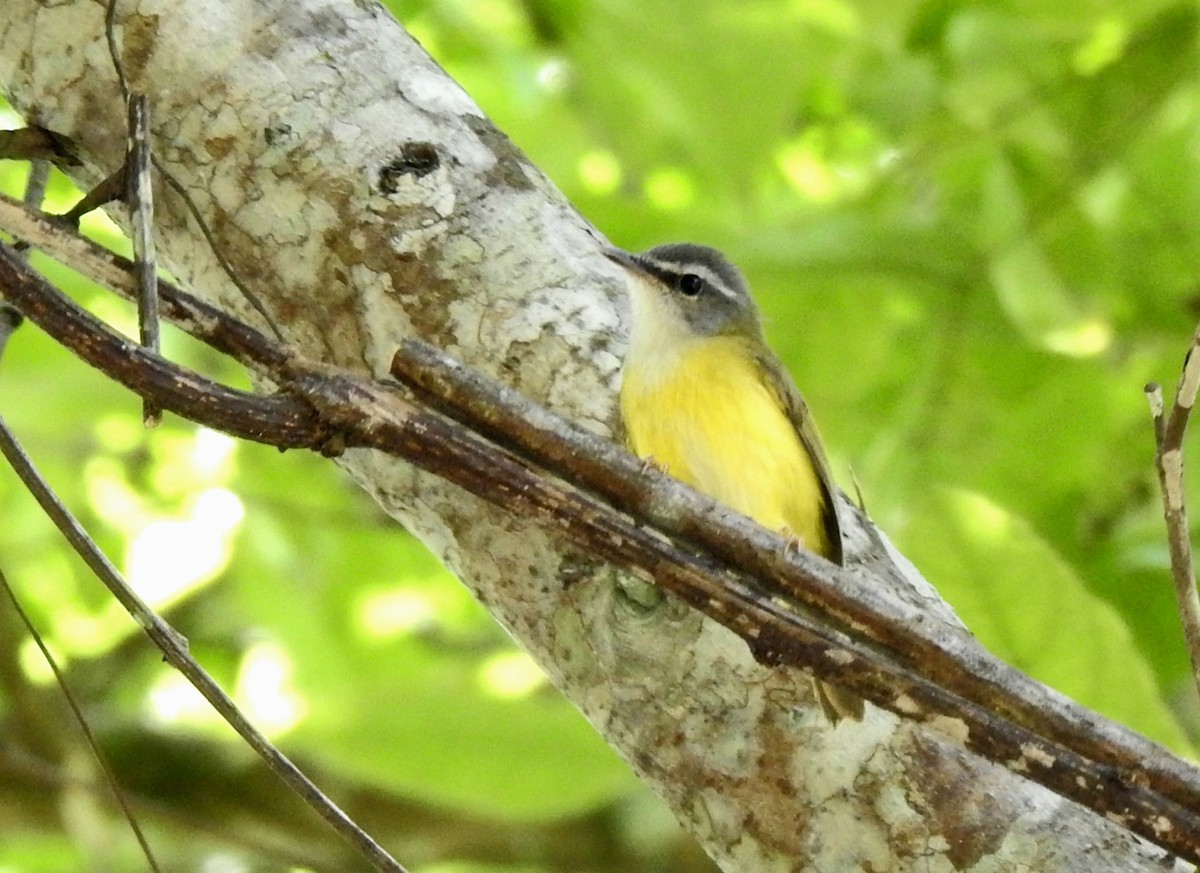 Yellow-bellied Warbler - YM Liew